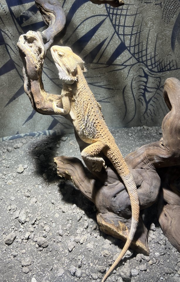 Männliche Bartagame abzugeben - Reptilien - Freiburg im Breisgau