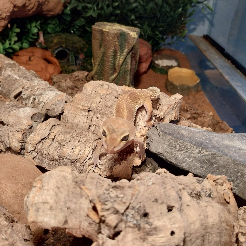 ? Liebevoller Leopardgecko mit großem Terrarium abzugeben ? - Reptilien - Fredersdorf
