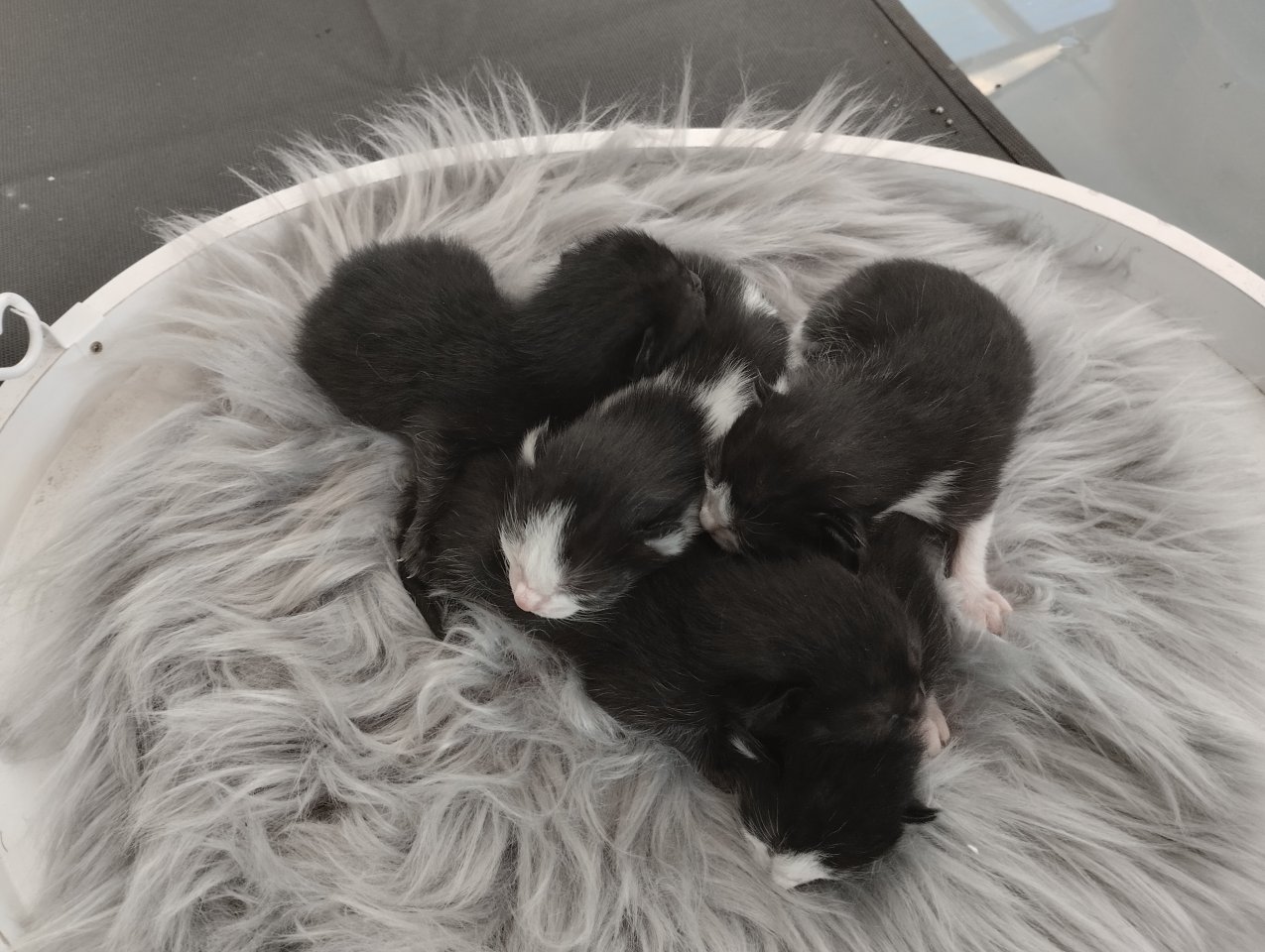 Siam Mix Kitten Siam Seal Point x Siam EKH Mix - Katzen - Schlangen