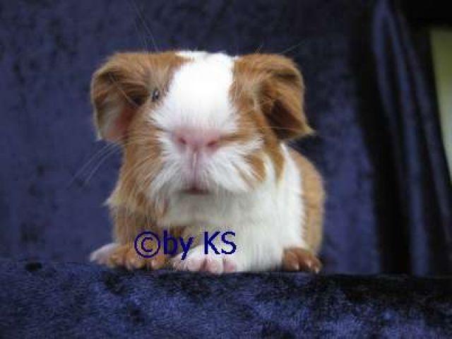 53844 1 KASTRAT, 6.3 Sheltie, Texel, US-Teddy & Coronet suchen neues Heim - Meerschweinchen - Troisdorf