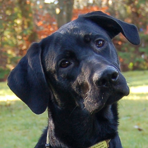SPIKY - männlich  9 Monate  58 cm  25 kg  Labrador-Mix  Gechipt - Hunde - Lauf an der Pegnitz