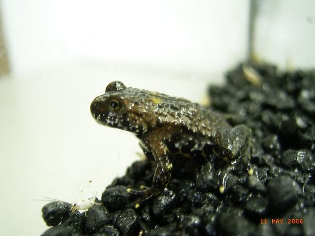 Chin. Rotbauchunken (Babys) nach der Metamorphose - Terrarien - Gundelsheim