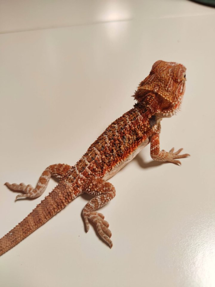 Bartagamen Babys Cawley Red P. Vitticeps - Reptilien - Renchen