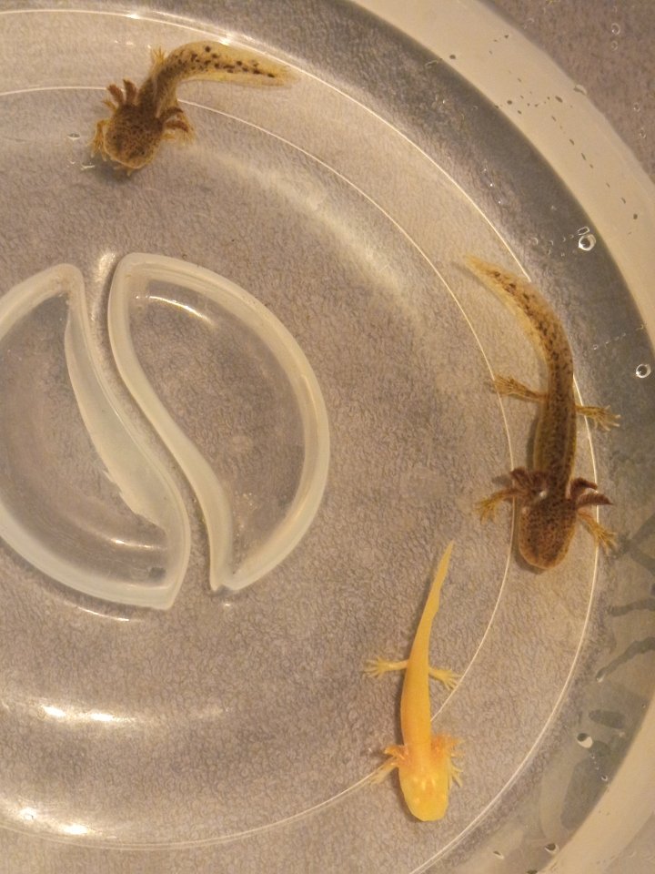 Junge Axolotl Abzugeben - Amphibien - 