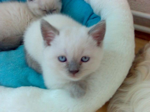 BKH Blue_Pointkitten - Katzen - Hannover