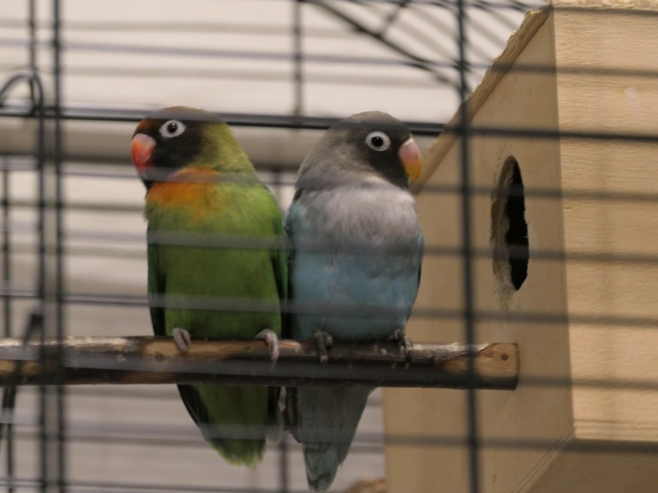 Verwitwetes Rußköpfchen (w, blau), Agapornide, Unzertrennliche - Voegel - Essen