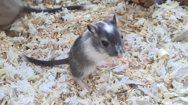 Rennmaus Jungtiere - Maeuse - Hannover