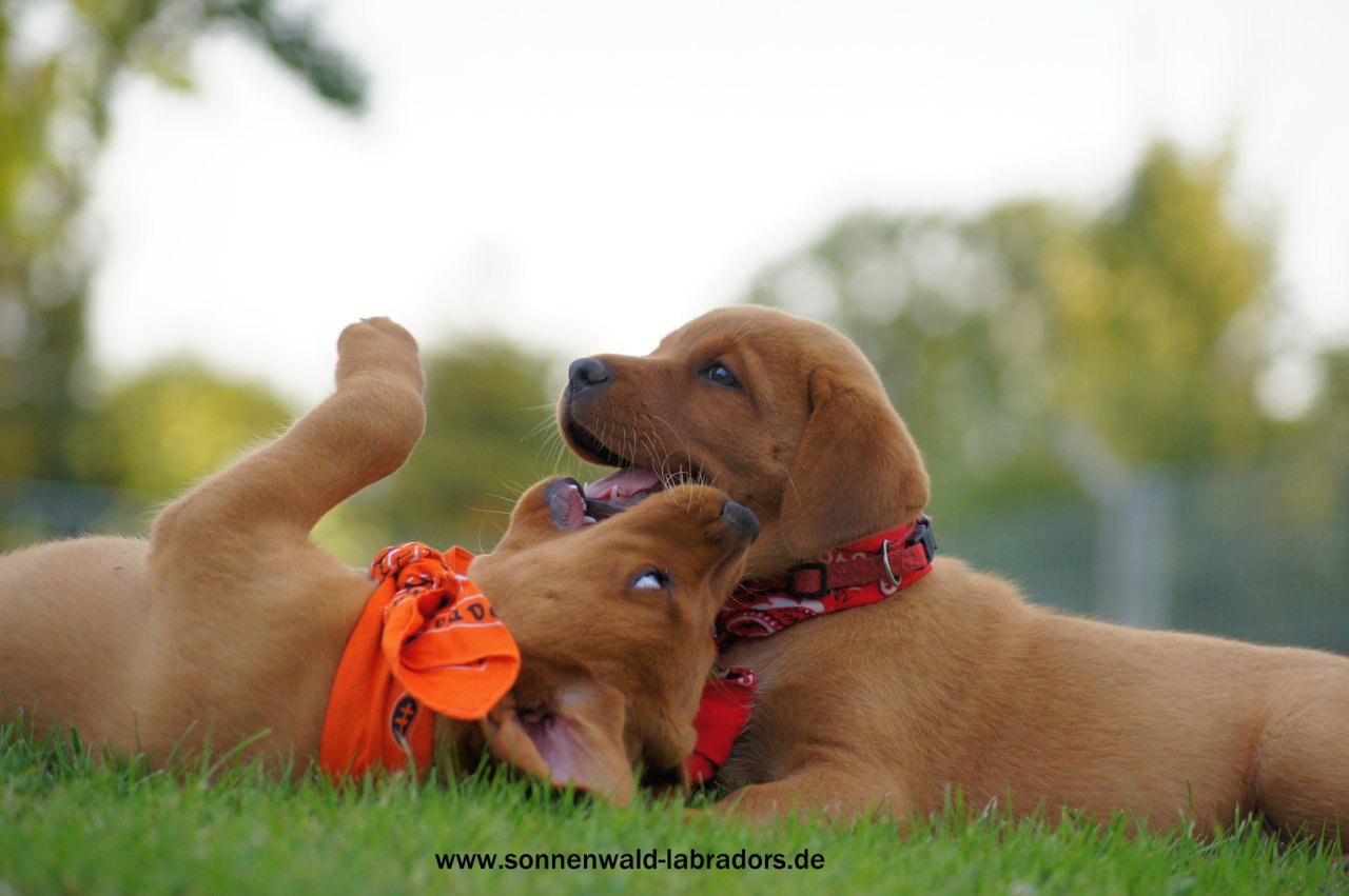 Wurfankündigung Labradorwelpen in foxred für Herbst 2024 Labrador Welpen - Hunde - Schöllnach