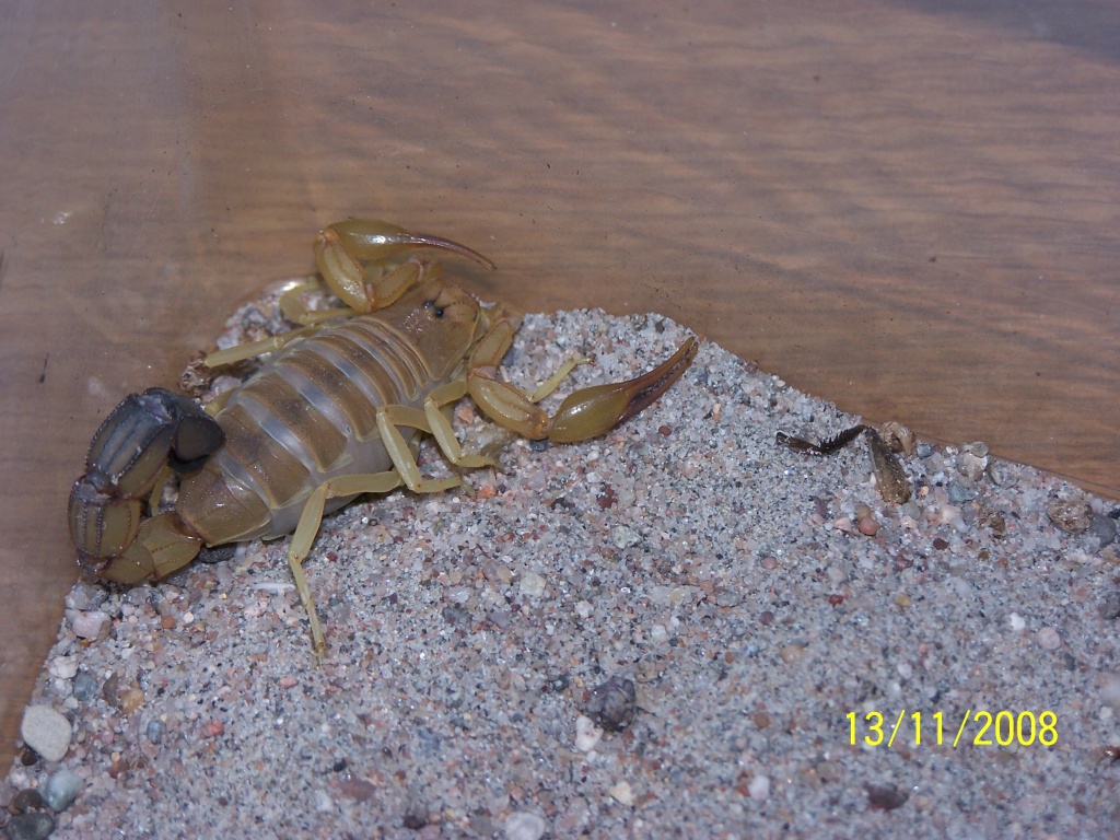 Androctonus australis XXL, afrik. Dickschwanzskorpion - Insekten - Bochum