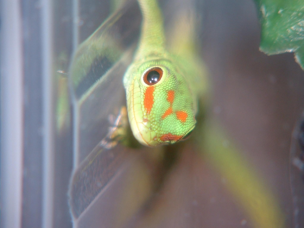 Echsen, Amphibien, Schlangen, Vogelspinnen direkt vom Züchter - Reptilien - Freiburg im Breisgau