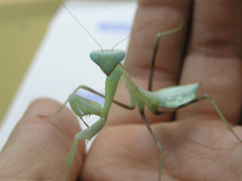 Hierodula Membranacea (Indische Riesengottesanbeterin)!! - Insekten - Hamm