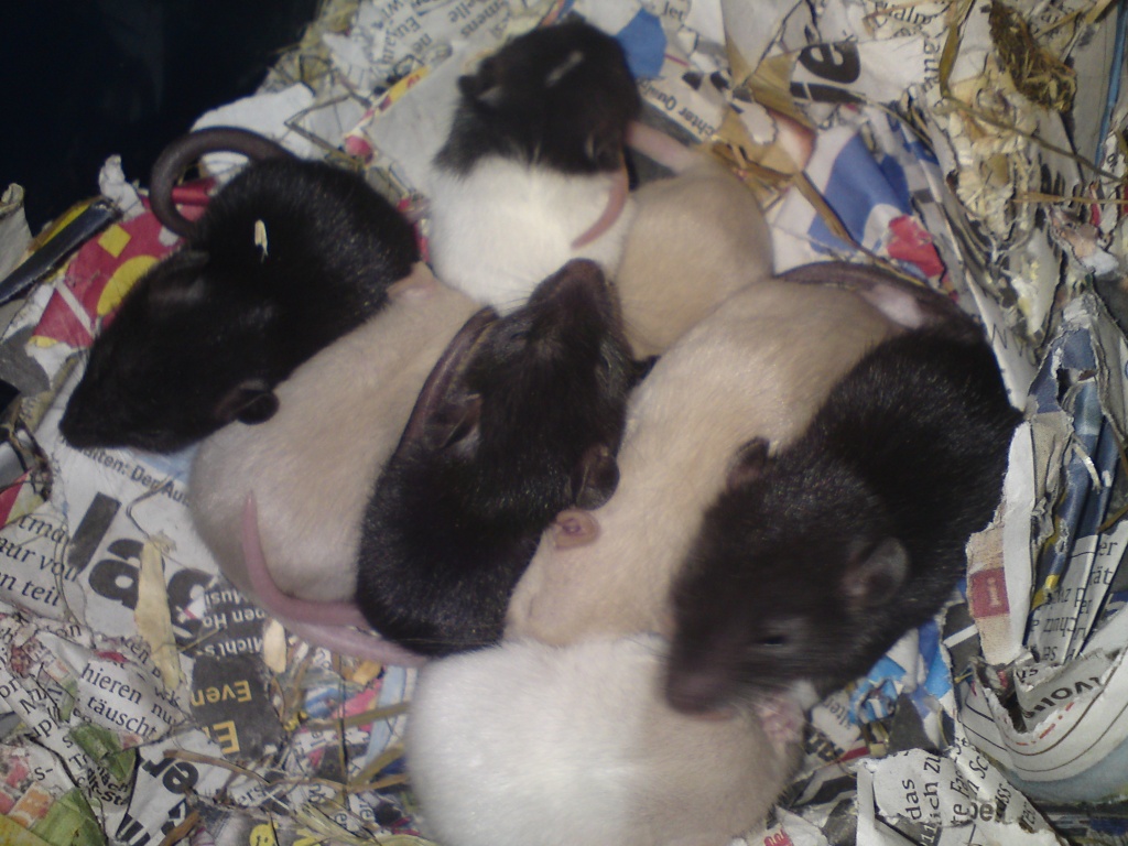 11 süße Rattenbabys suchen ein neues Zuhause - Nagetiere - Fürth