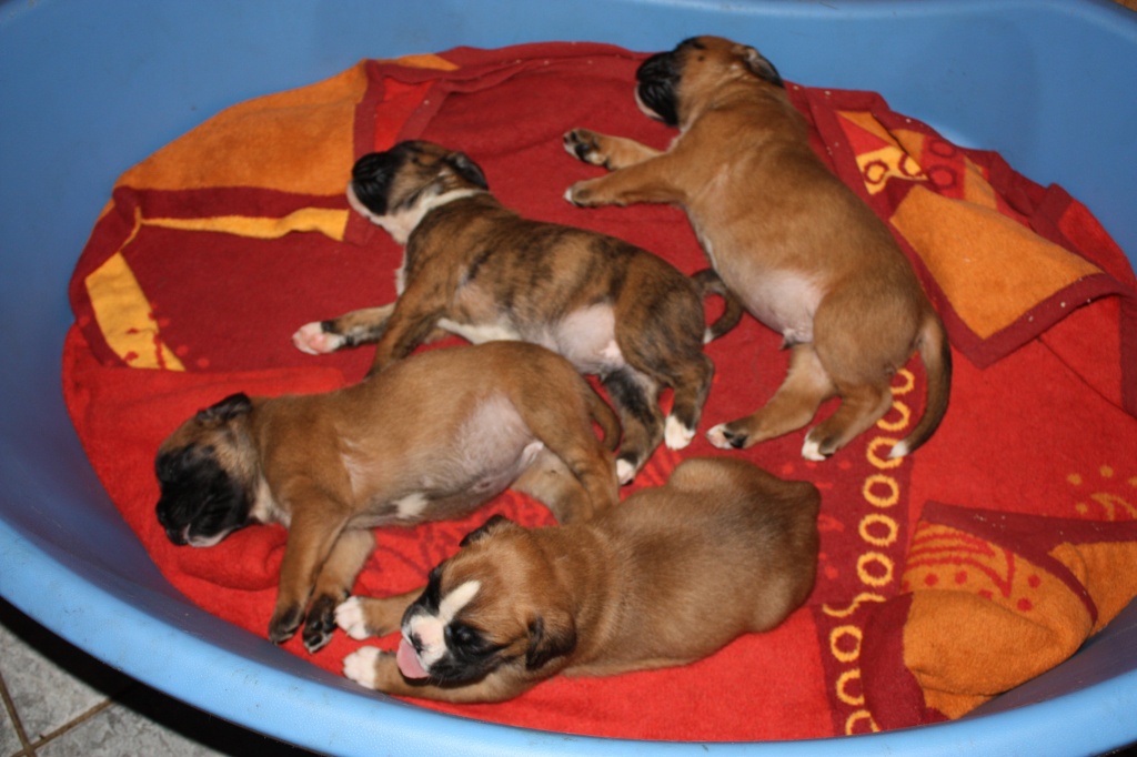 Boxer Welpen mit VDH/ BK Papieren - Hunde - Mühlenbeck