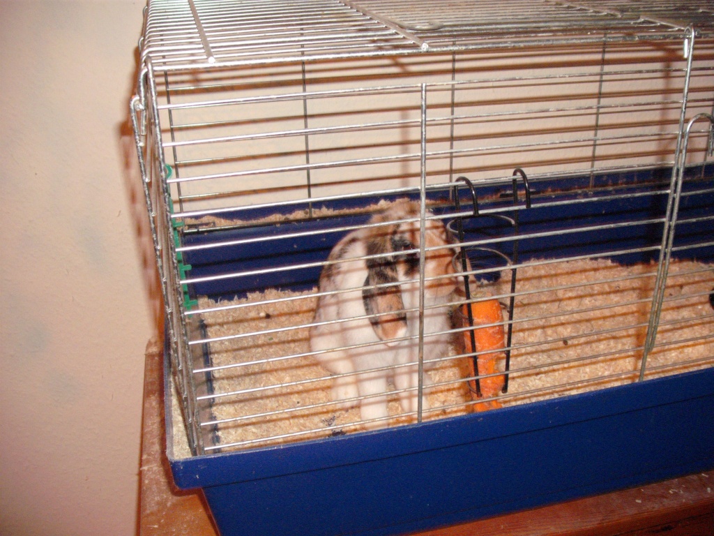 Junges Zwergkaninchen kostenlos abzugeben - Nagetiere - Havixbeck