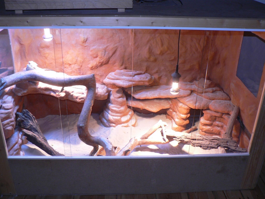 Bartagamen mit schönem Terrarium - Reptilien - Berlin
