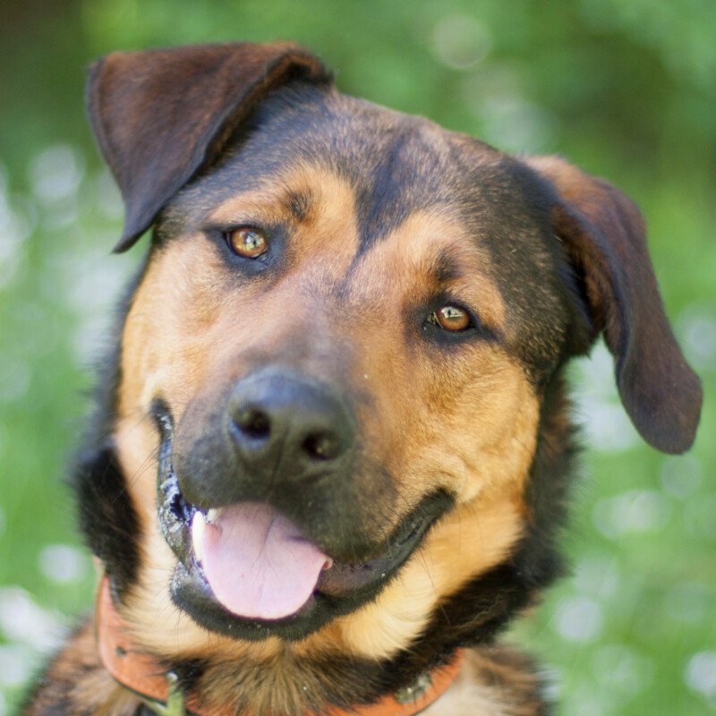 SPUTI - männlich 1 Jahr 63 cm 36 kg Mix Gechipt Kastriert Katzenfreundlich Kinde - Hunde - Lauf an der Pegnitz