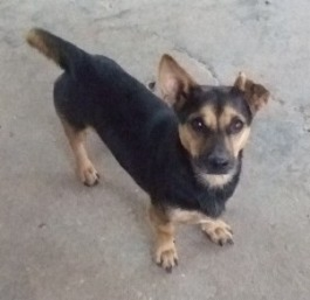 Flugpate gesucht - Flugpaten - Dresden