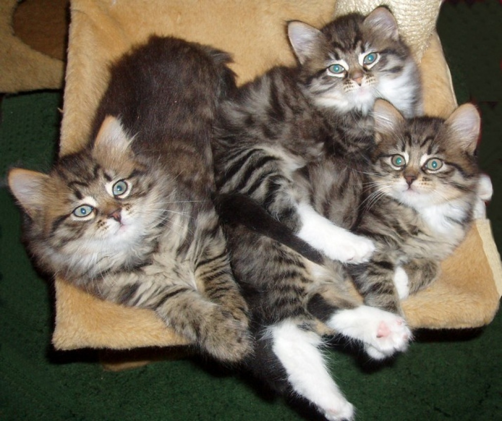 Sibirische Waldkatze-Kitten mit Stammbaum - Zoohandlungen - Stod