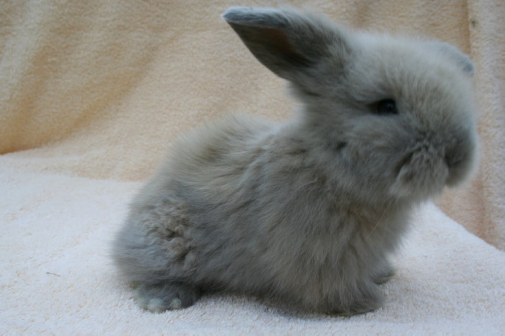 Zutrauliche Zwerg- bzw. Löwenwidder - Nagetiere - Karben