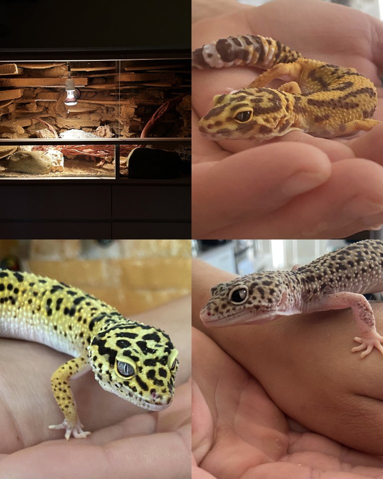 3 weibliche Leopardgeckos - Reptilien - Niebüll