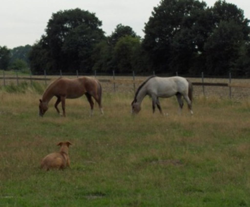 Haben noch Boxenplatz mit Weidegang frei!! - Pferde - Schwarme