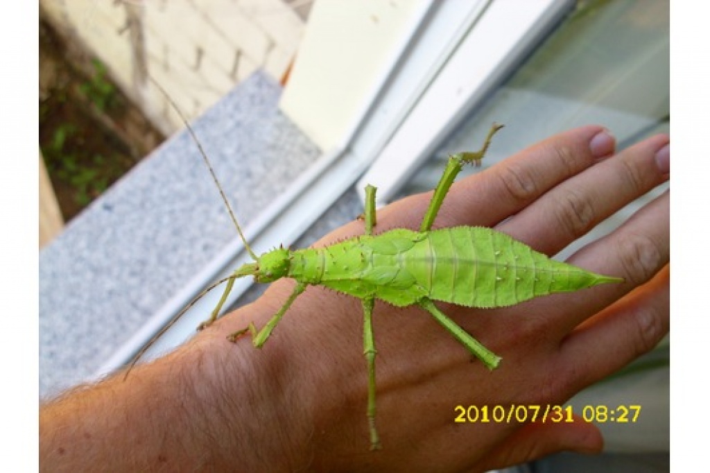 Riesengespenstschrecke Heteropteryx dilatata - Insekten - Schwerstedt