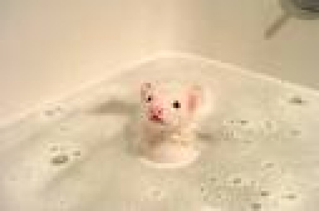 Suche 2 Frettchen - Nagetiere - Bielefeld