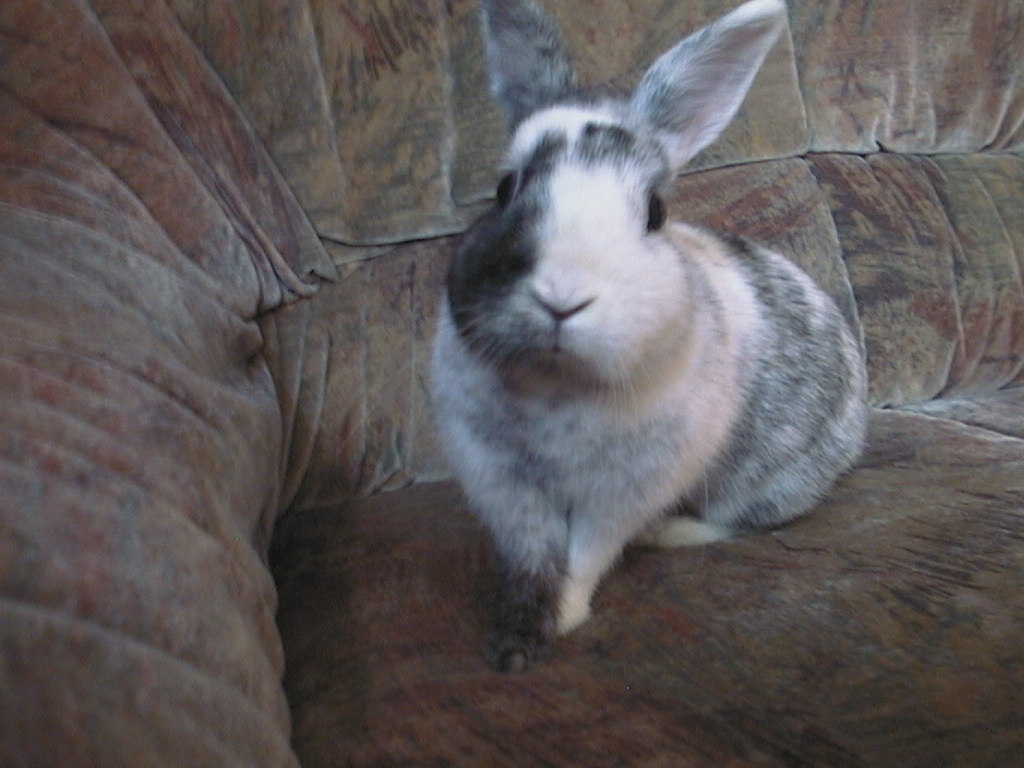 Liebe Kaninchen abzugeben - Nagetiere - Hof