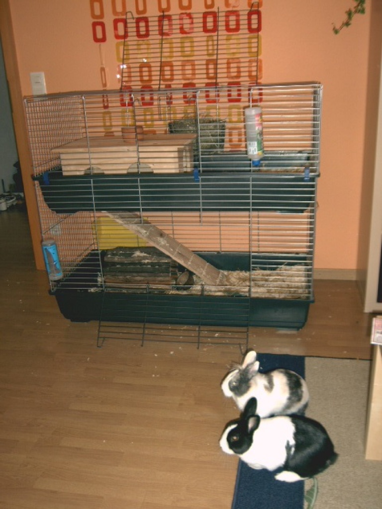 2 Männliche Kaninchen suchen einen neuen Möhrenspender - Nagetiere - Kerpen