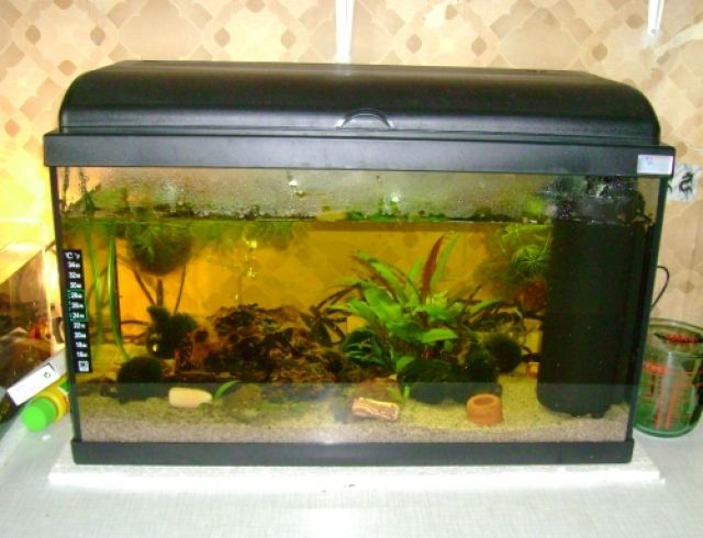 54 L Komplett Aquarium zu verkaufen ! - Aquarien und Zubehoer - Singen am Hohentwiel