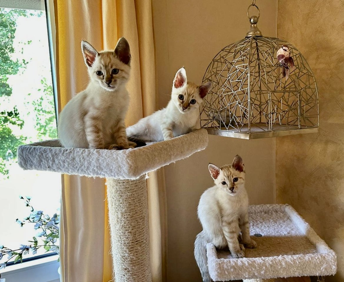 Snow Bengal Siam Kitten - Katzen - Oberstaufenbach