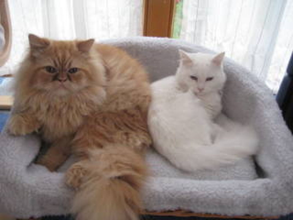 Hübscher Deckkater steht bereit für Kuschelstunden... - Katzen - Treuchtlingen