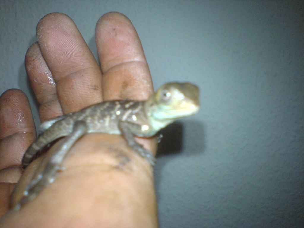 Grüne Wasseragamen - Reptilien - Lübbenau Spreewald