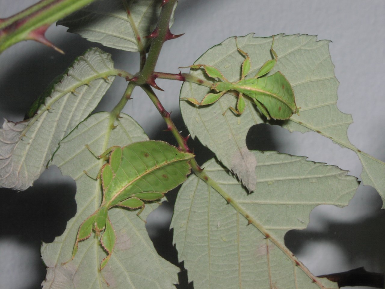 Wandelnde Blätter (Phyllium philippinicum) - Insekten - Vaterstetten