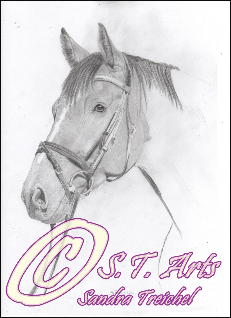 Pferdeportraits nach Fotovorlage - Pferde - Bonn