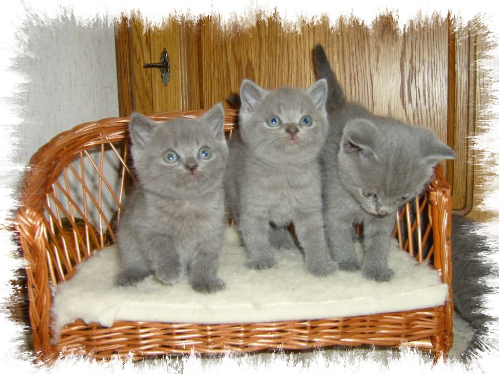 BKH in Kartäuser Blue - Katzen - Starkenberg