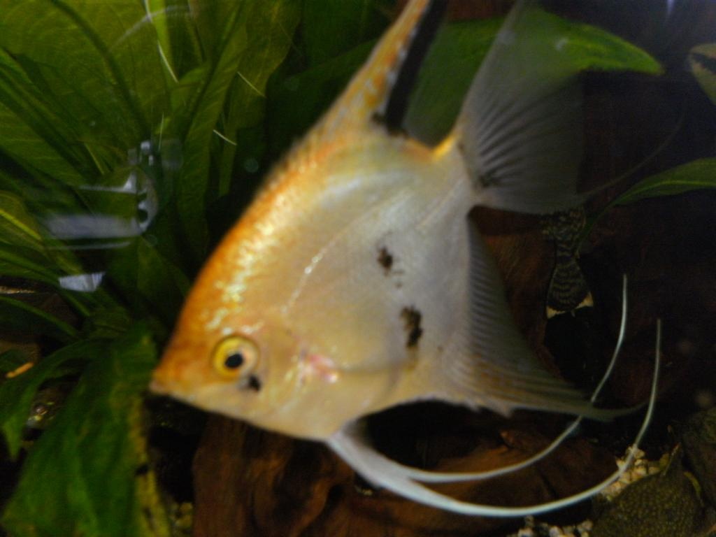 Fast Geschenkt - Fische - Bergisch Gladbach