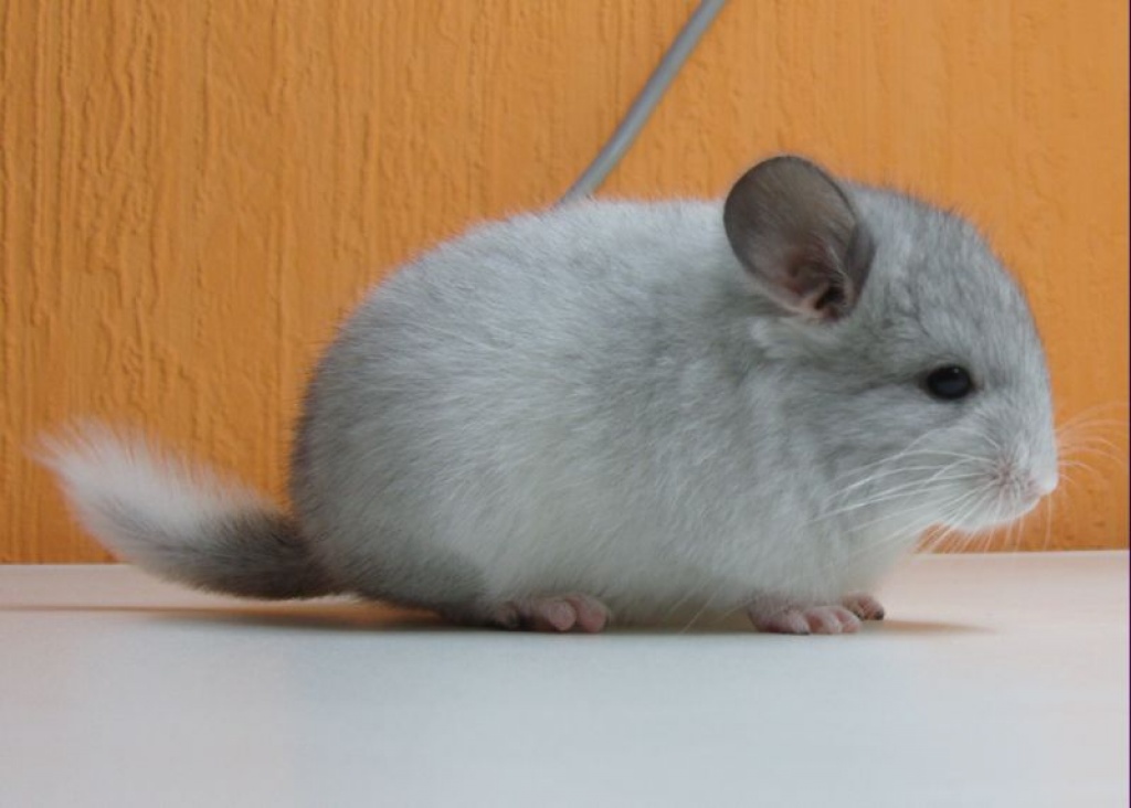 Süße Chinchillas abzugeben. Babys und Zuchttiere in vers. Farben - Nagetiere - Ahlerstedt