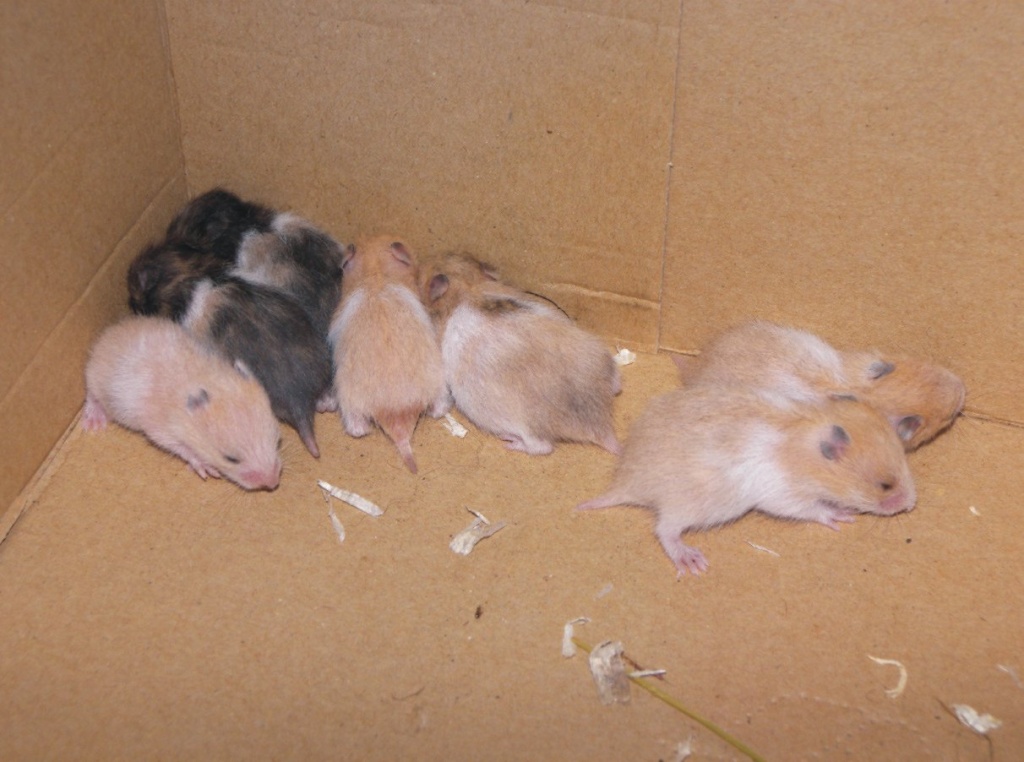 Süße Goldhamster und Teddyhamster. - Nagetiere - Dortmund