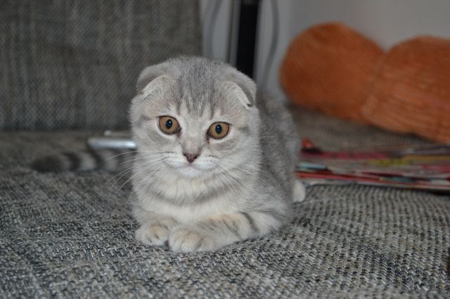 Schotisch fold kätzchen - Katzen - dinkelsbühl
