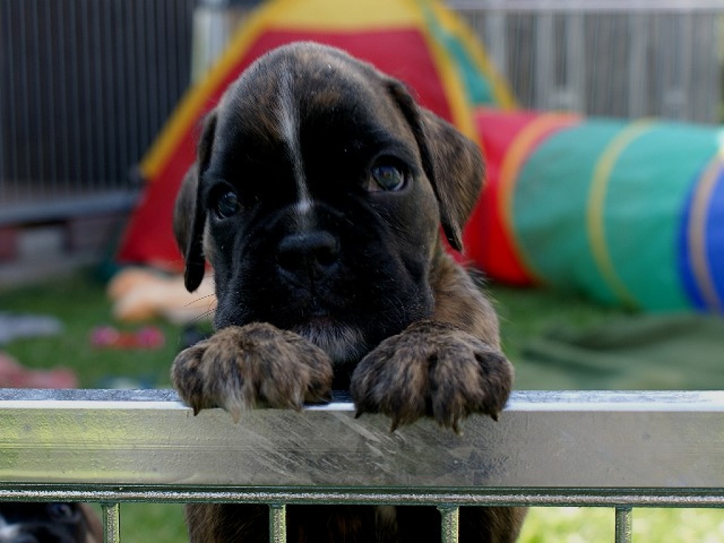 Sehr typvolle Boxerwelpen aus BK/VDH Zucht - Hunde - Treuenbrietzen