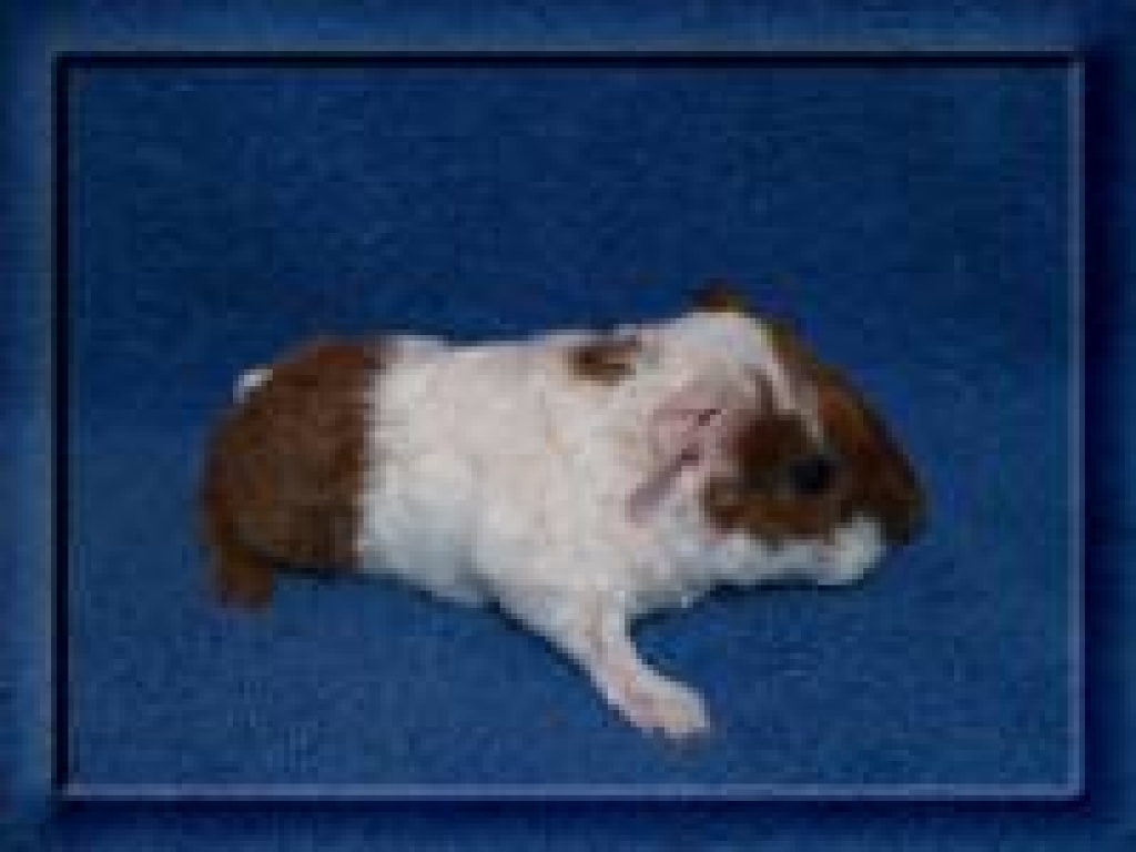 US-Teddy Babys - Nagetiere - Springe
