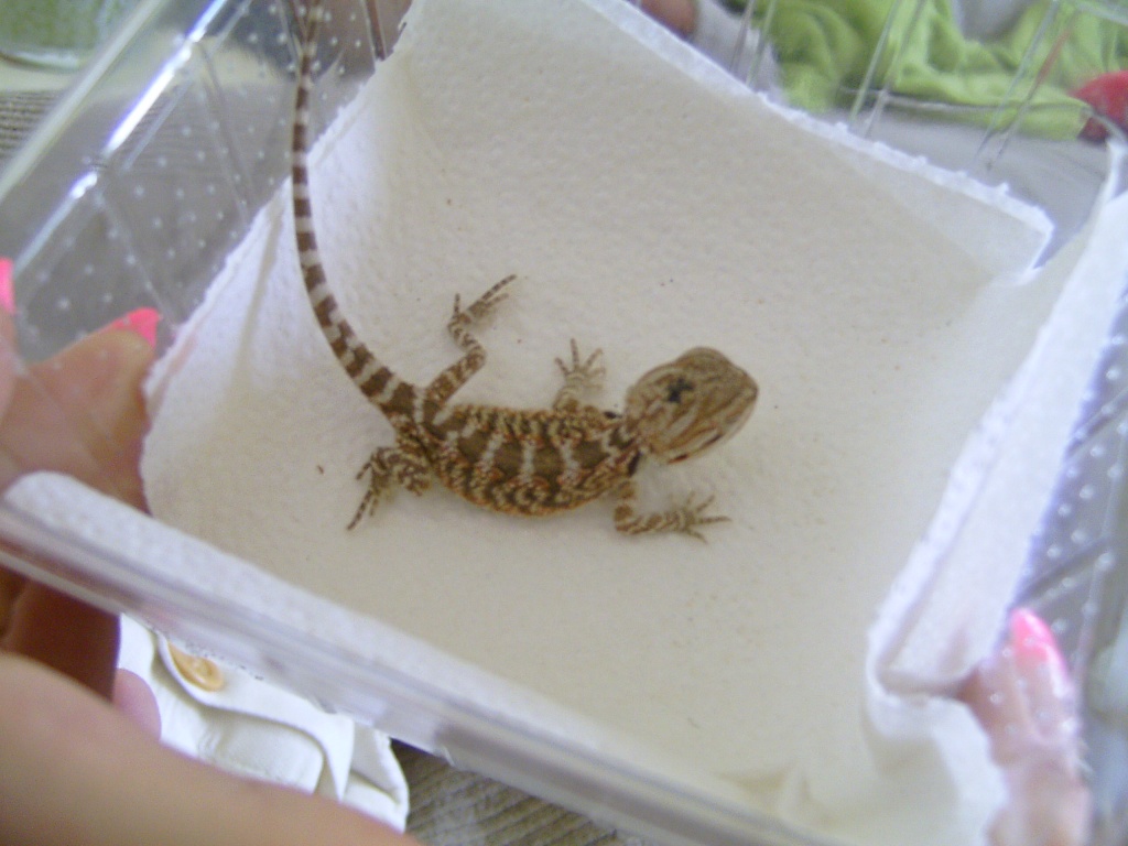 Bartagam Baby´s Abzugeben - Tierboersen - Oberhausen