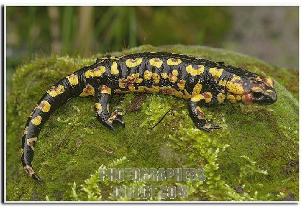 Portugiesischer Feuersalamander - Amphibien - Wien