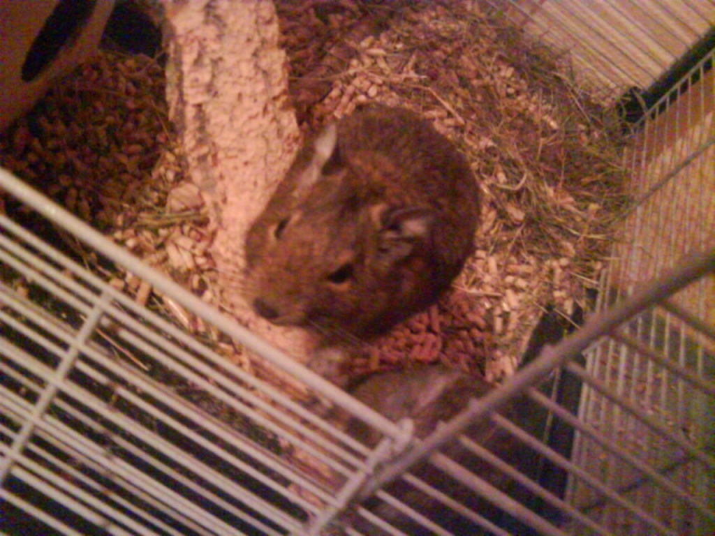 Degus zu vergeben - Nagetiere - Karlsruhe