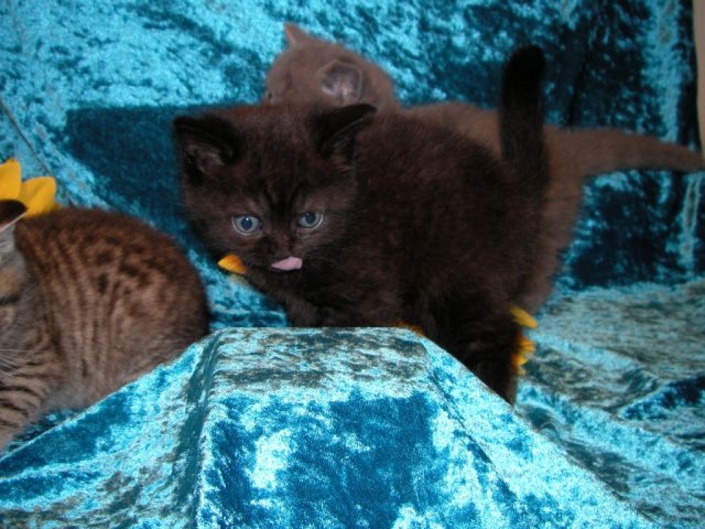 Wer will mit mir knuddeln? - Katzen - Küps