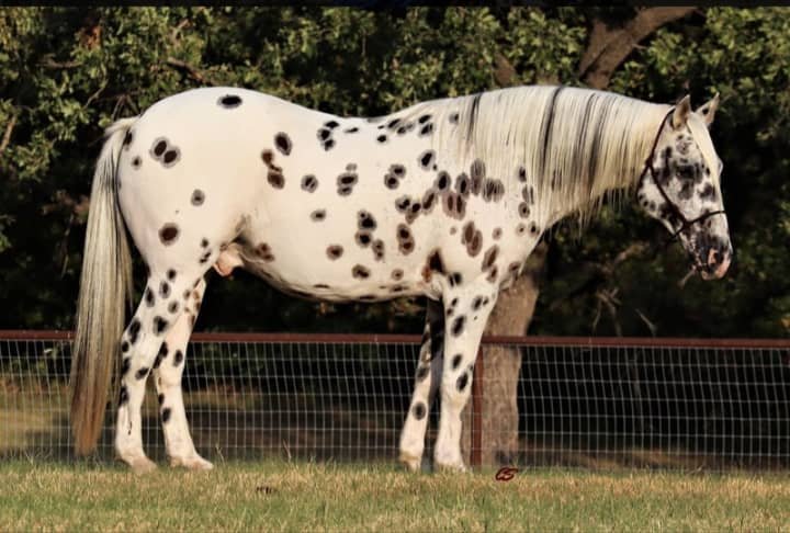 Speedex ist ein 10 Jahre alter Appaloosa wallach. - Pferde - Hannover