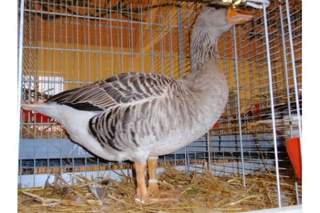 Elsässer Gänse grau BR09, top Zuchttiere mit Bewertung - Nutztiere - Hohenstein