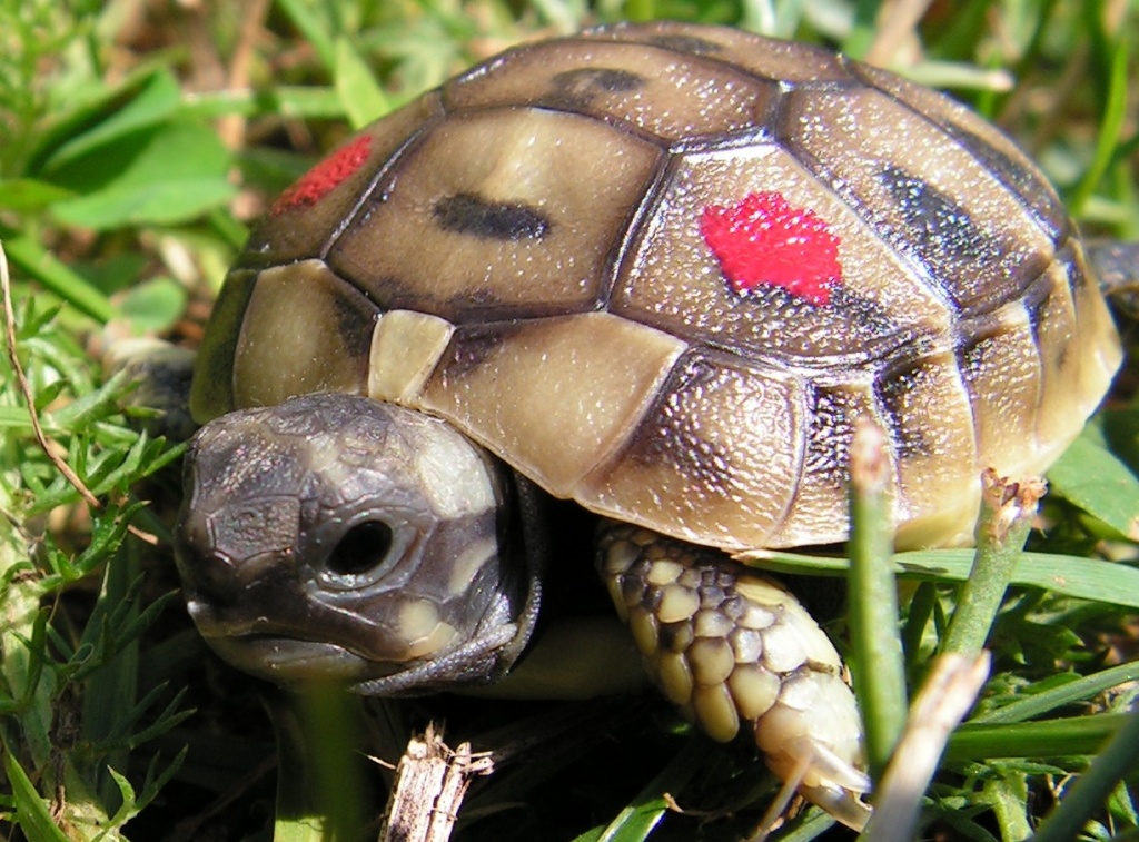 Nachzuchten Griech. Landschildkröten - Reptilien - Aschaffenburg