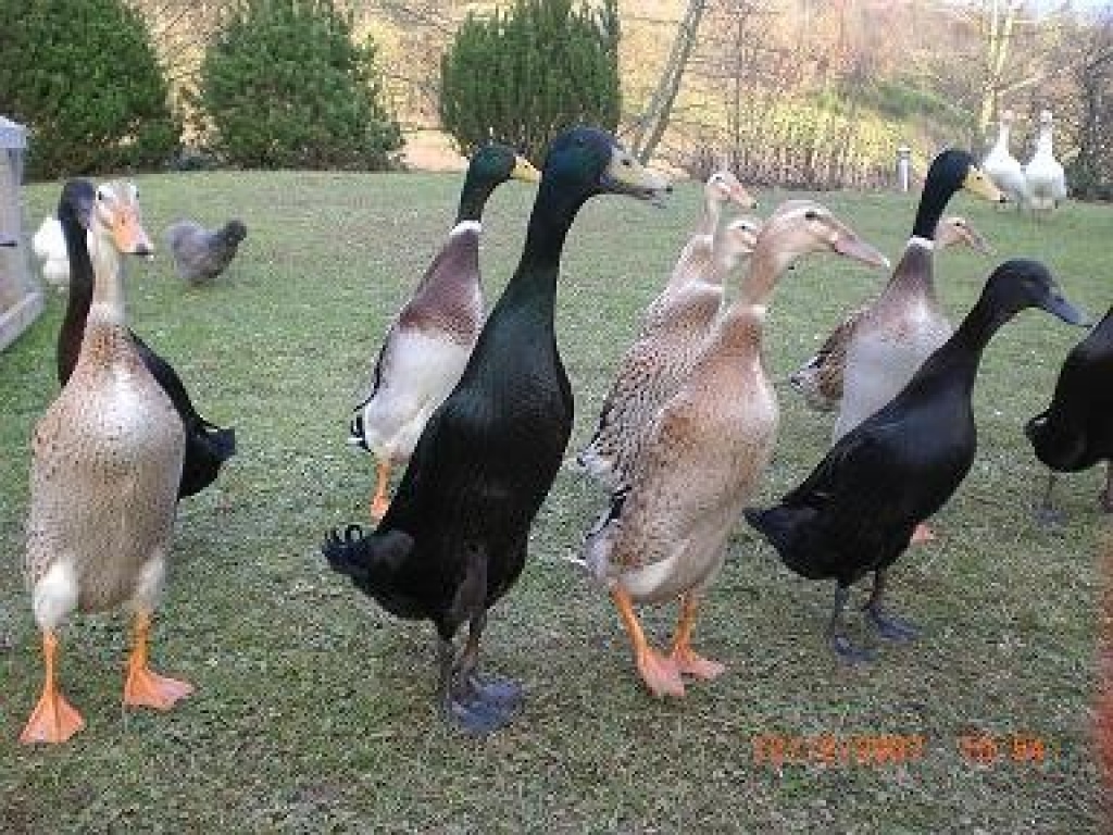 Bruteier von Laufenten zu verkaufen - Voegel - Hetzerath